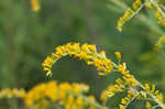 Canada goldenrod